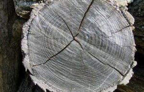 Cati ani are cel mai BATRAN barbat din lume?