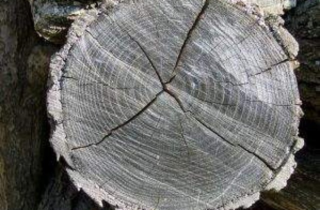 Cati ani are cel mai BATRAN barbat din lume?