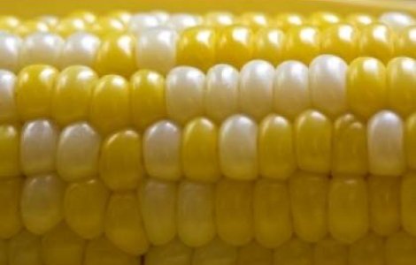 Porumbul modificat genetic pierde teren in Romania