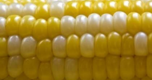 Porumbul modificat genetic pierde teren in Romania