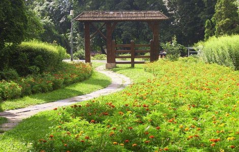 Tratamente impotriva capuselor in parcurile bucurestene