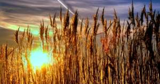 Polii Soarelui isi modifica pozitiile: Care sunt efectele asupra Pamantului?