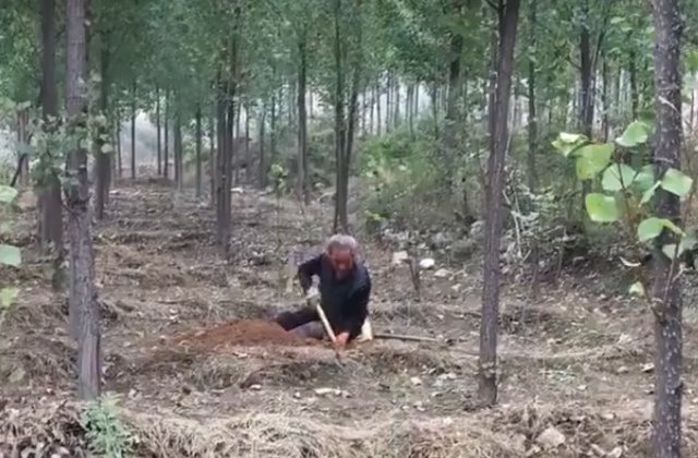 Un batran din China, cu ambele picioare amputate, a plantat singur peste 17.000 de copaci/ VIDEO