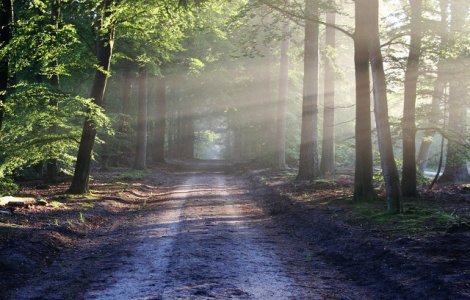 CCR a dat castig de cauza USR si PNL in cazul ariilor naturale protejate