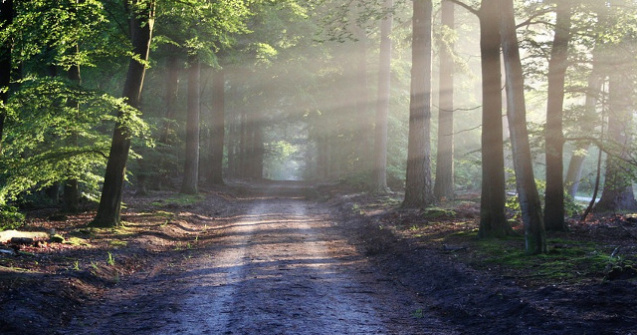 CCR a dat castig de cauza USR si PNL in cazul ariilor naturale protejate