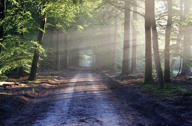 CCR a dat castig de cauza USR si PNL in cazul ariilor naturale protejate