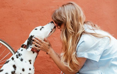  Top  10+ curiozitati interesante despre cainii dalmatieni