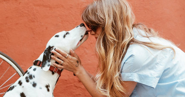  Top  10+ curiozitati interesante despre cainii dalmatieni