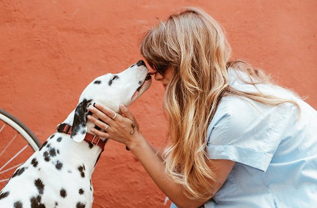 Nu uita persoanele cu care intra in contact de-a lungul vietii: 10+ curiozitati despre dalmatieni