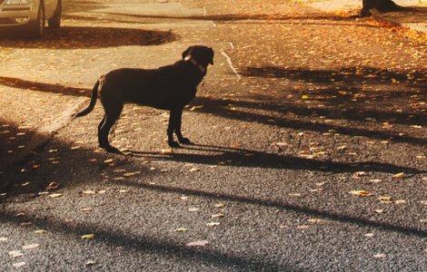 Dosar penal pentru un barbat dintr-o comuna din Galati care a impuscat un caine