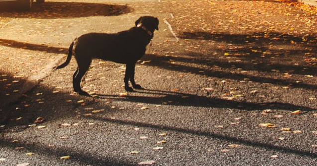 Dosar penal pentru un barbat dintr-o comuna din Galati care a impuscat un caine