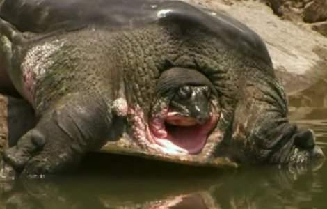 Una dintre cele 4 testoase gigantice cu carapace moale a murit / VIDEO