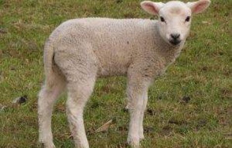 S-a nascut mielul cu gust pe peste