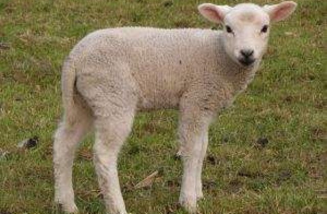 S-a nascut mielul cu gust pe peste