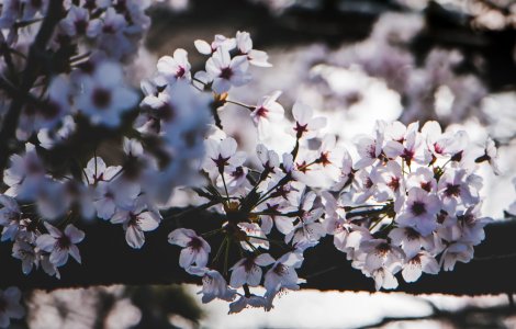 Cum se anunta vremea de Florii si de Paste