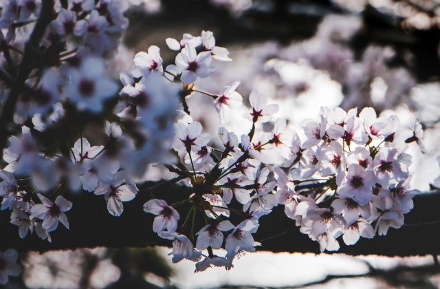 Cum se anunta vremea de Florii si de Paste