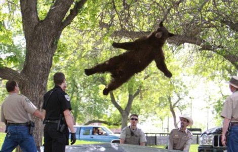  Video  Un urs intr-un campus universitar. Cum cade animalul din copac?