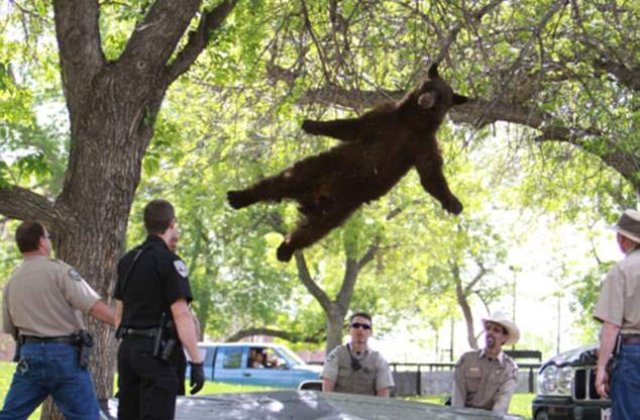 [VIDEO] Un urs intr-un campus universitar. Cum cade animalul din copac?