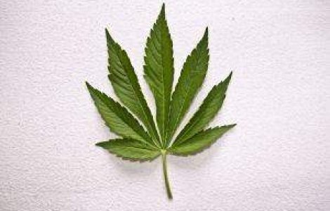 Amsterdamul ramane fara turisti de cand interzice canabisul