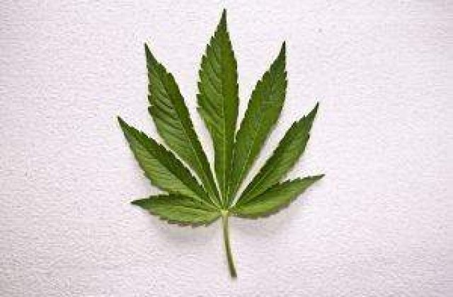 Amsterdamul ramane fara turisti de cand interzice canabisul