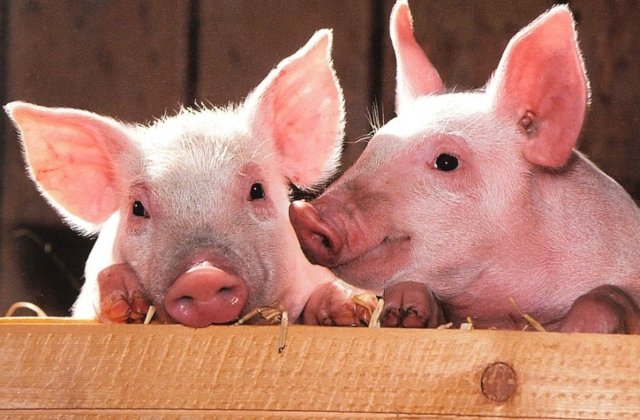 Cercetatorii au "reinviat" creieri de porci la cateva ore de la moartea animalelor