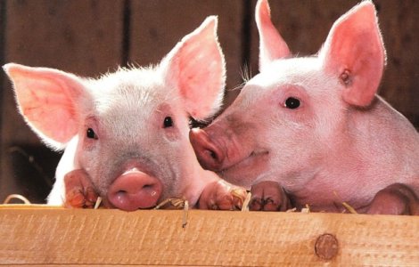 Cercetatorii au "reinviat" creieri de porci la cateva ore de la moarte