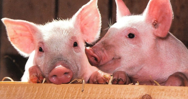 Cercetatorii au "reinviat" creieri de porci la cateva ore de la moarte