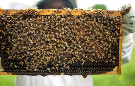 Albinele de la Notre-Dame au supravietuit incendiului/ FOTO
