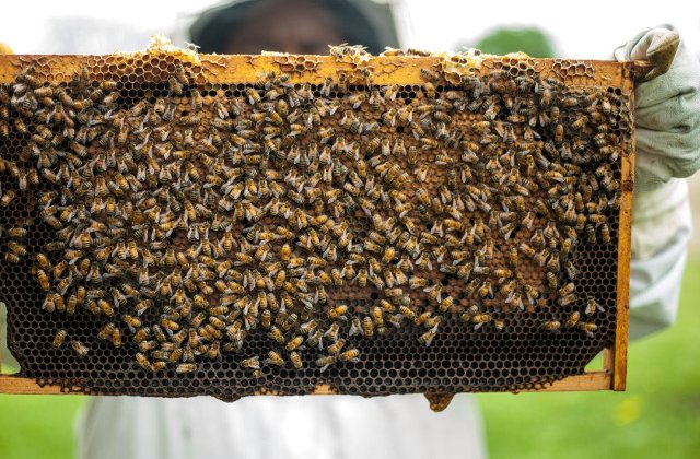 Albinele de la Notre-Dame au supravietuit incendiului/ FOTO