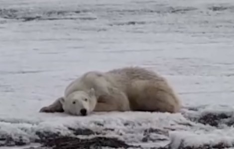 Epuizat si slabit: un urs polar a fost zarit la peste 700 de km fata de habitatul sau
