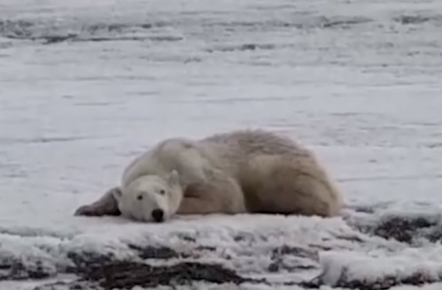 Epuizat si slabit: un urs polar a fost zarit la peste 700 de km fata de habitatul sau