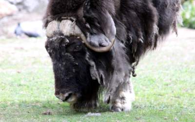 Doi zimbri de la Vama...