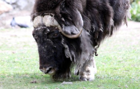 Doi zimbri de la Vama Buzaului vor fi reintrodusi in libertate in Parcul Natural Vanatori Neamt