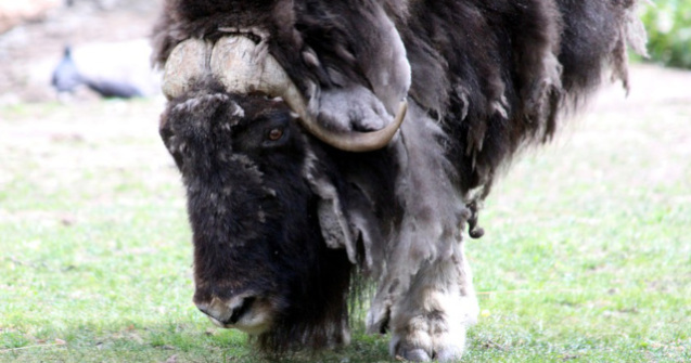 Doi zimbri de la Vama Buzaului vor fi reintrodusi in libertate in Parcul Natural Vanatori Neamt