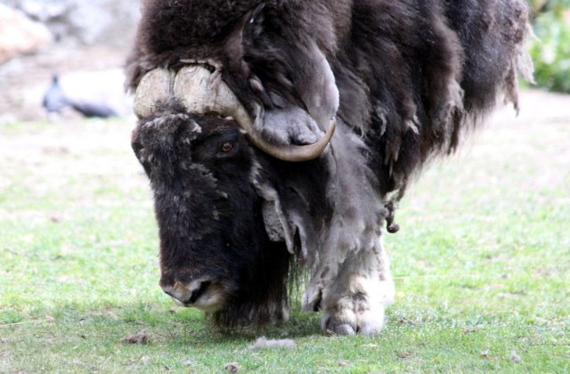 Doi zimbri de la Vama Buzaului vor fi reintrodusi in libertate in Parcul Natural Vanatori Neamt