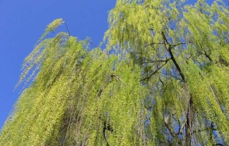 Purtatorul de cuvant al Patriarhiei Romane: Lectia intrarii lui Hristos in Ierusalim, pe care o sarbatorim in fiecare an in Duminica Floriilor - La Inviere nu ajungi decat prin Cruce