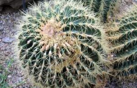 A adunat in 15 ani peste 30.000 de cactusi din 500 de specii