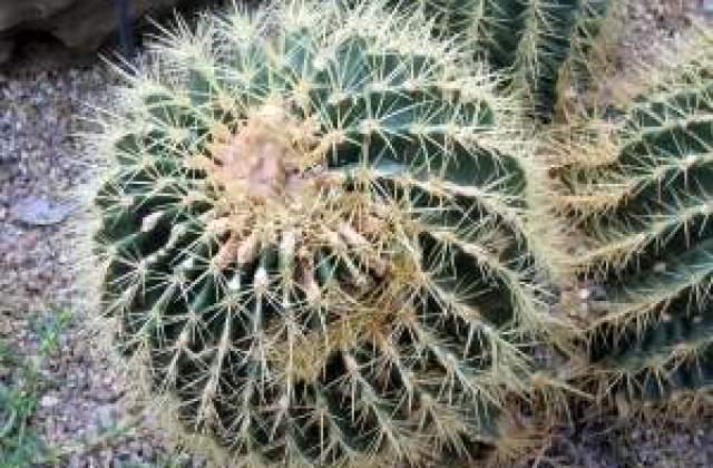 A adunat in 15 ani peste 30.000 de cactusi din 500 de specii