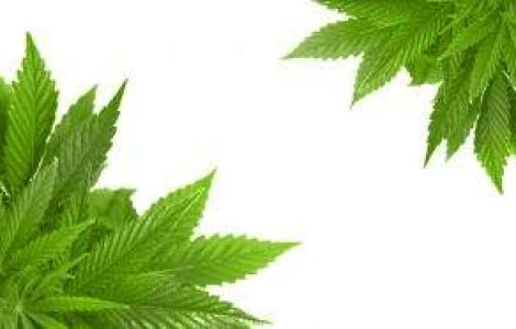 Olanda: Marijuana, doar cu cardul
