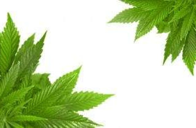 Olanda: Marijuana, doar cu cardul