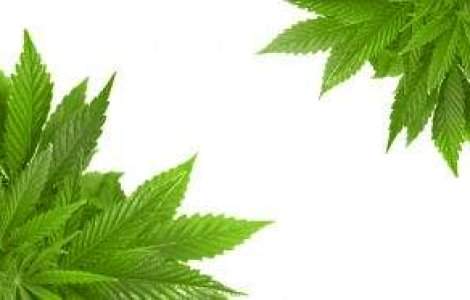 Olanda: Marijuana, doar cu cardul