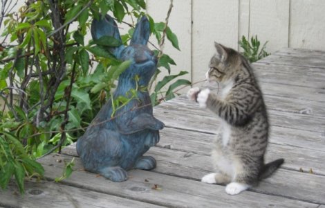  Top  9 fotografii simpatice cu necuvantatoare surprinse de Paste