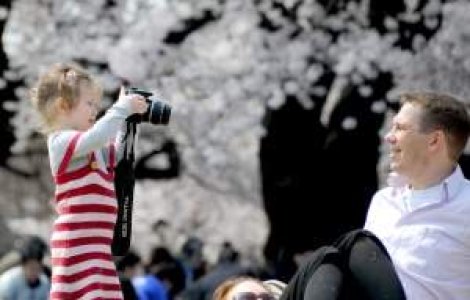 Scurta si fericita viata a florilor de cires