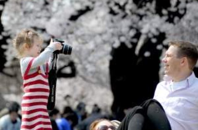 Scurta si fericita viata a florilor de cires