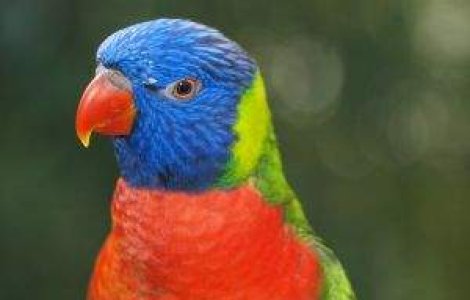 Un papagal ratacit le-a spus politistilor adresa exacta