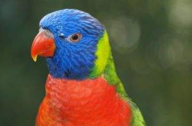 Un papagal ratacit le-a spus politistilor adresa exacta