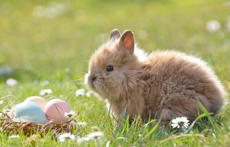  Top  10+ curiozitati despre iepuri. Dorm cu ochii deschisi si pot sari pana la 3 metri in lungime