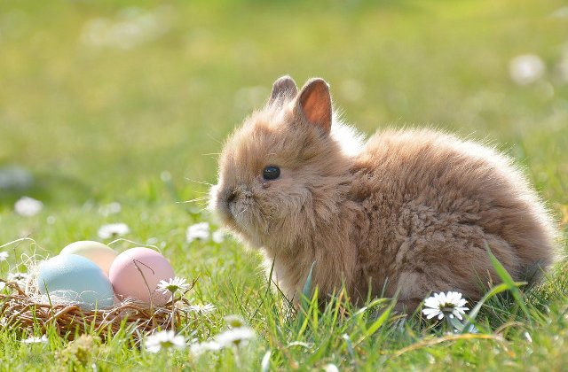 10+ curiozitati despre iepuri. Dorm cu ochii deschisi si pot sari pana la 3 metri in lungime