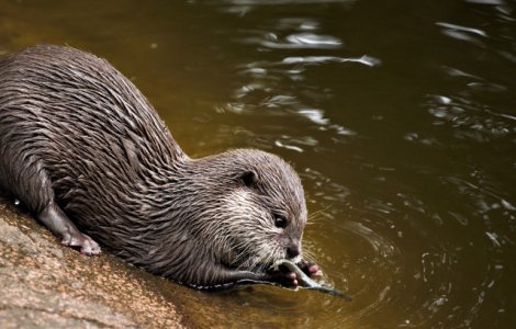 A murit Charlie, cea mai varstnica vidra de mare aflata in captivitate. Avea 22 de ani