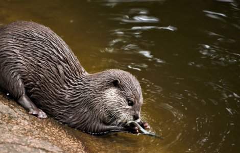 A murit Charlie, cea mai varstnica vidra de mare aflata in captivitate. Avea 22 de ani